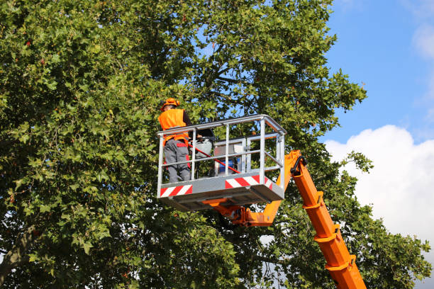 How Our Tree Care Process Works  in  Roland, OK