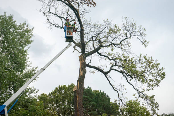 Best Utility Line Clearance  in Roland, OK