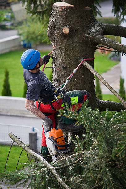 Best Tree Maintenance Programs  in Roland, OK