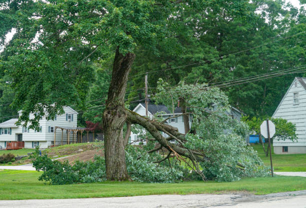 Best Lot and Land Clearing  in Roland, OK