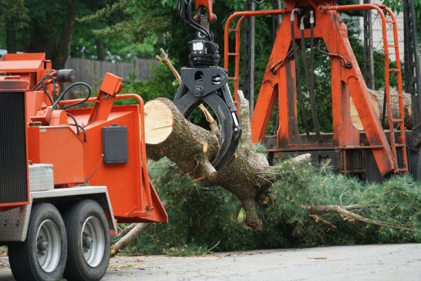 Trusted Roland, OK Tree Removal Experts